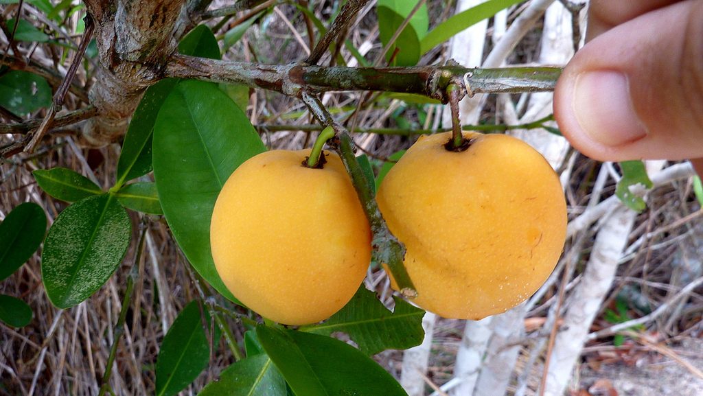 Comprar Garcinia Cambogia 
