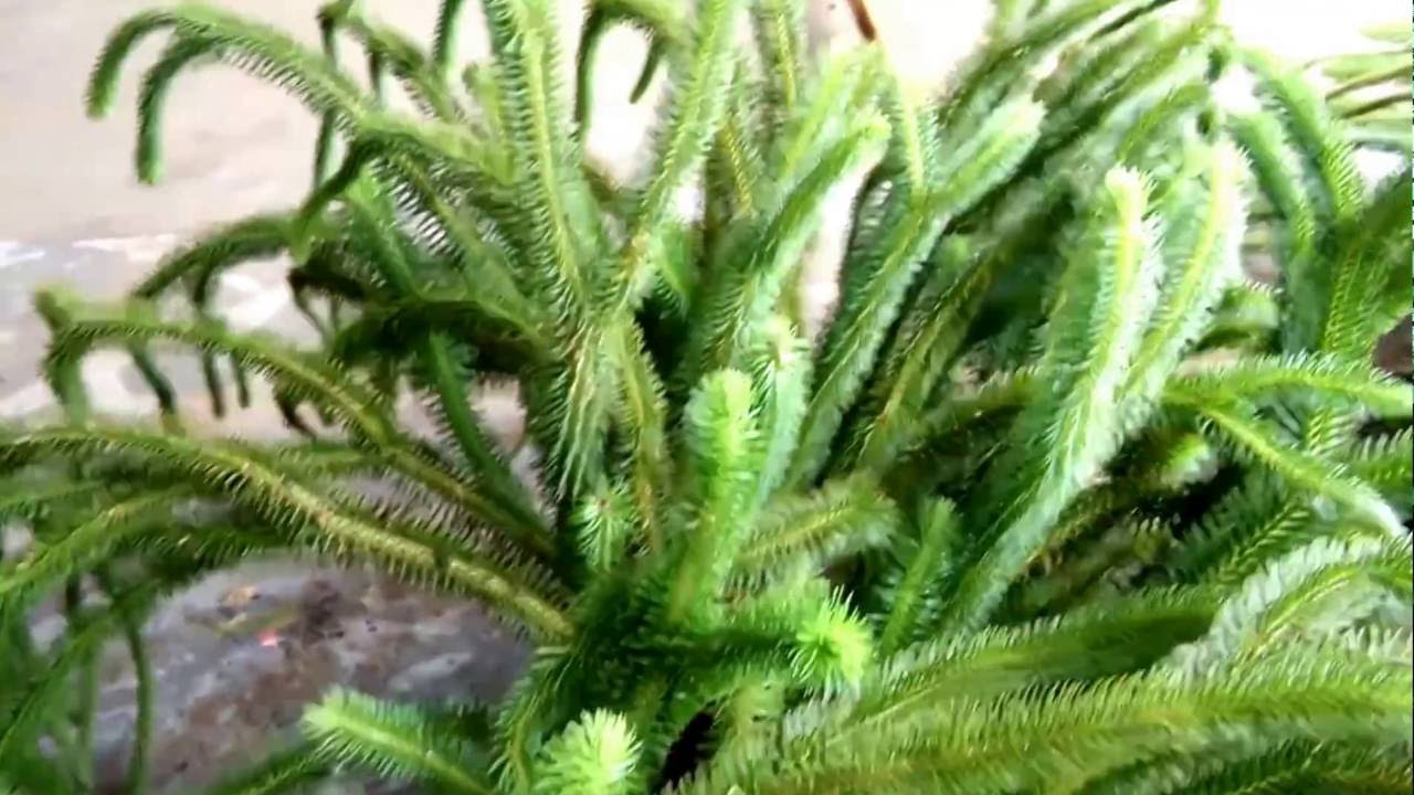 Medicinal Herbs