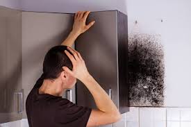 mold inspection